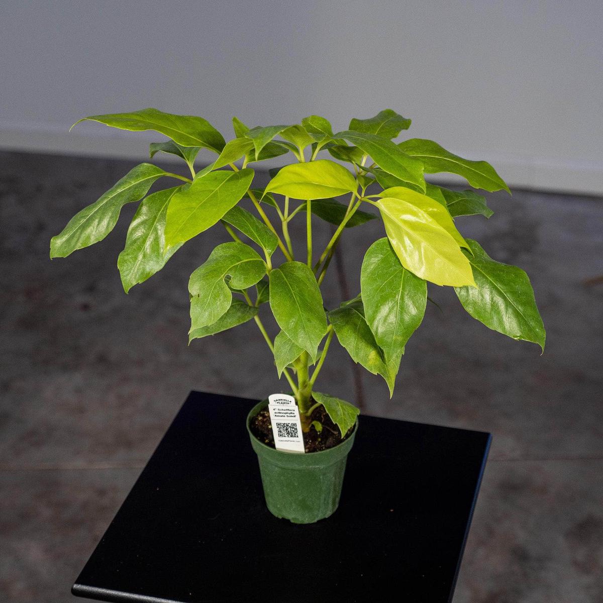 Schefflera actinophylla 'Amate Soleil'