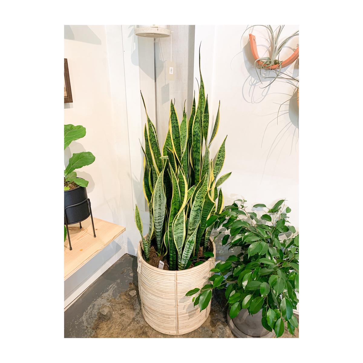 14 Sansevieria