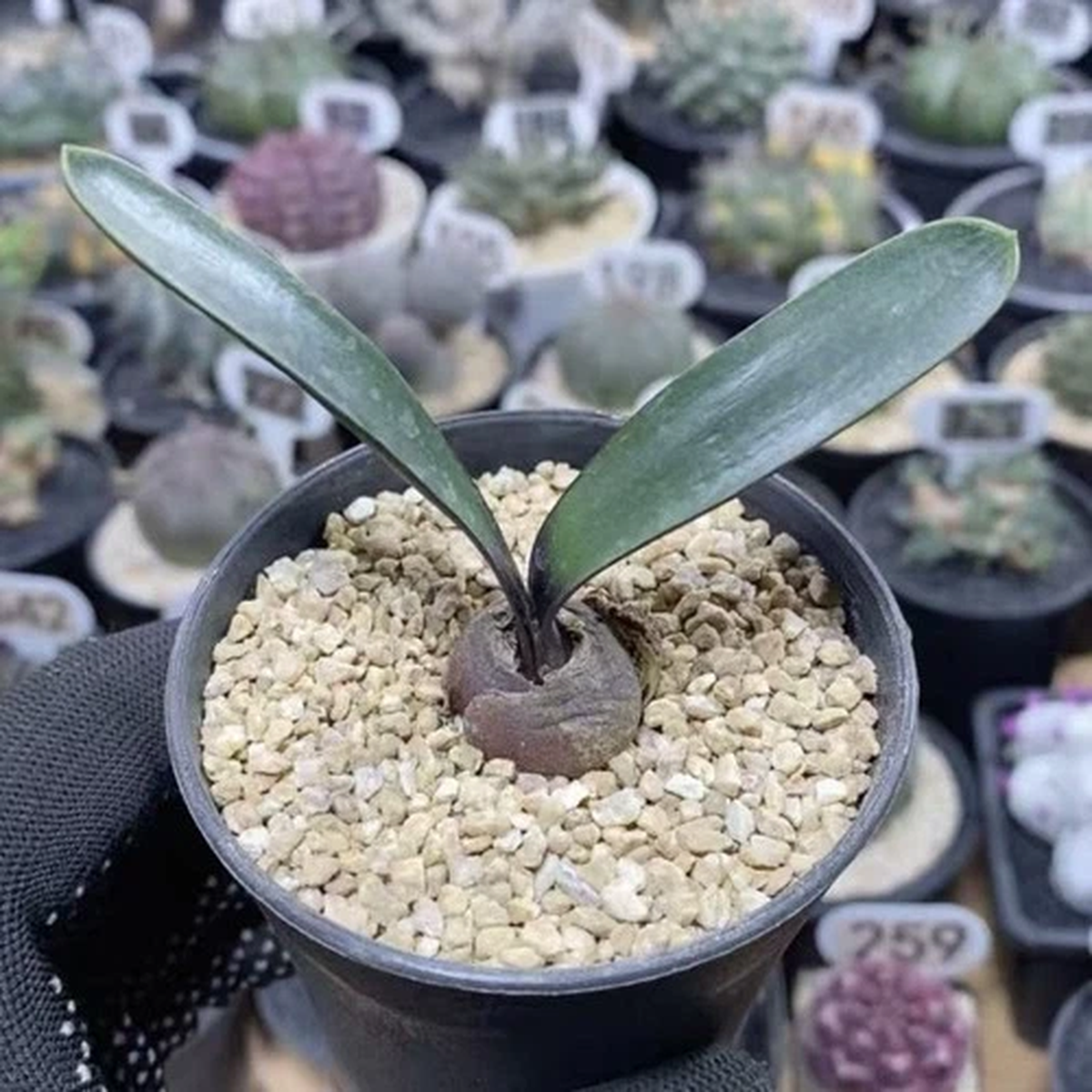 2.3cm Rare Brunsvigia bosmaniae Caudex Boutique