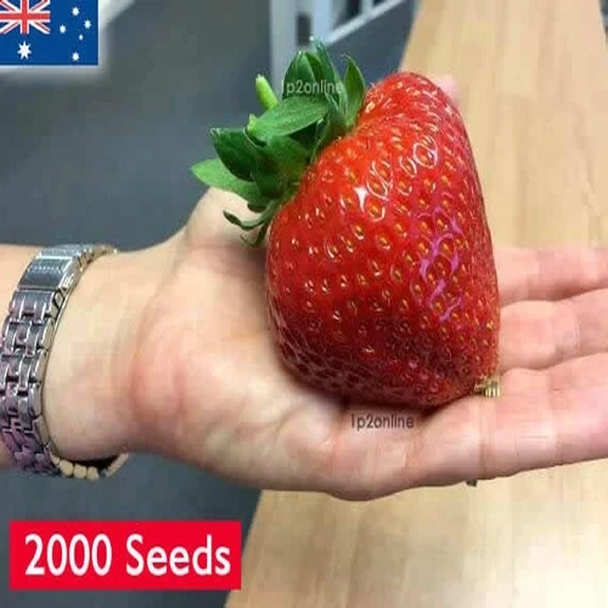 2000 Seeds Giant Hawaiian Strawberry Seeds Rare Red Strawberries Plant BARGAIN