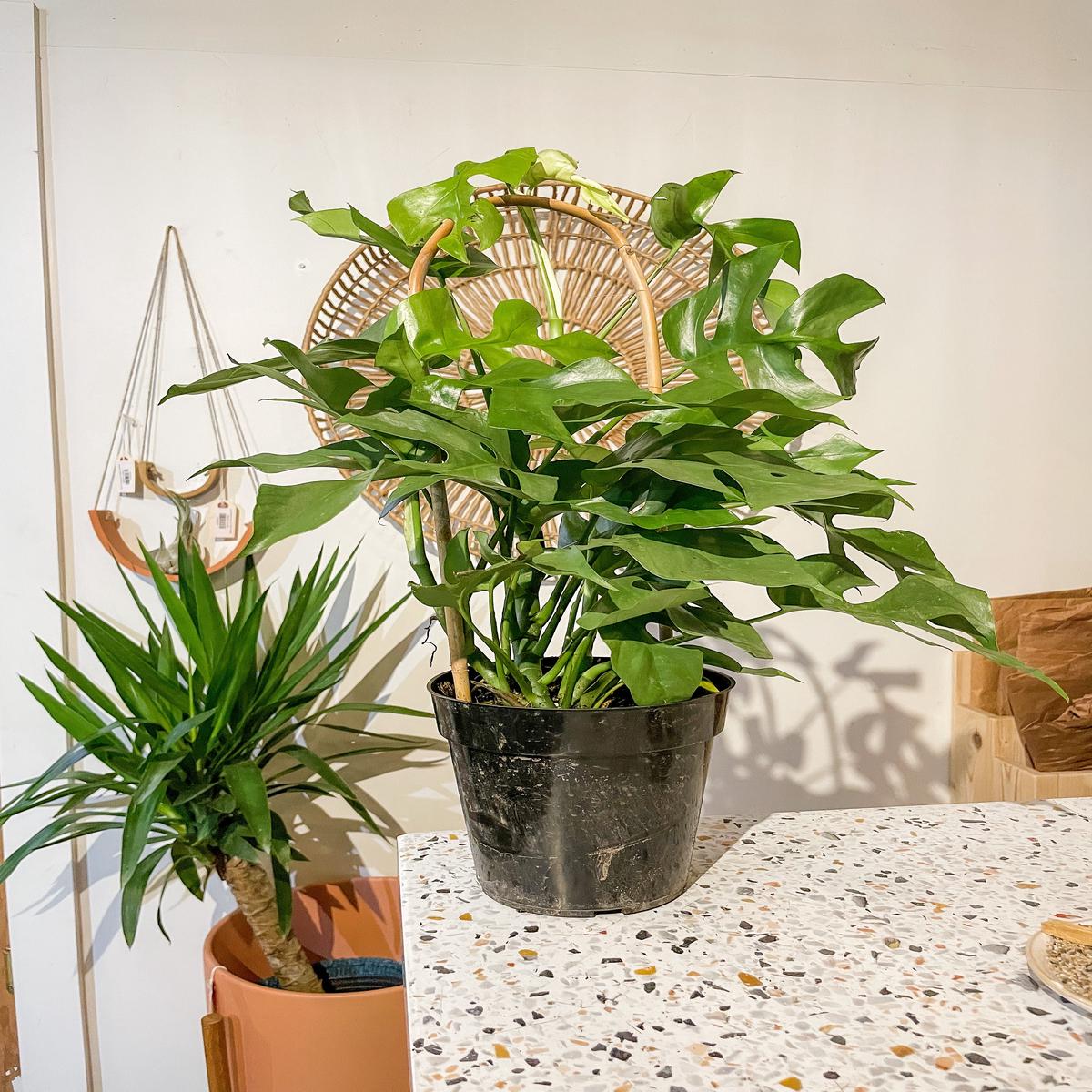 6" Philodendron Ginny Hoops