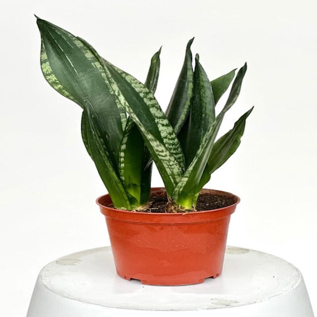 6" Sansevieria Whitney