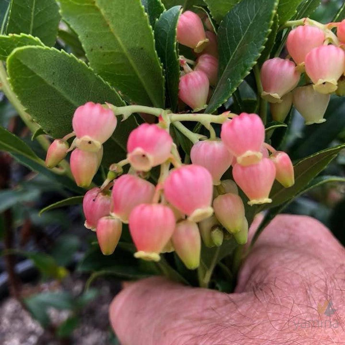 Arbutus unedo Pink Pearls