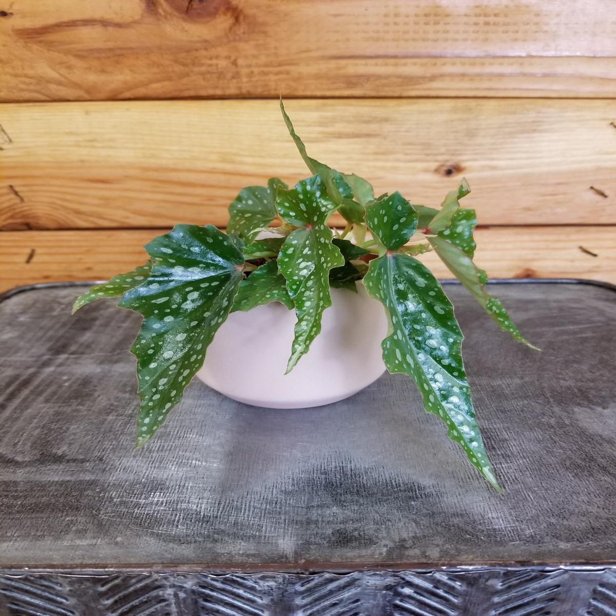 Begonia Angel Wing Lois Burke, 2" Plant
