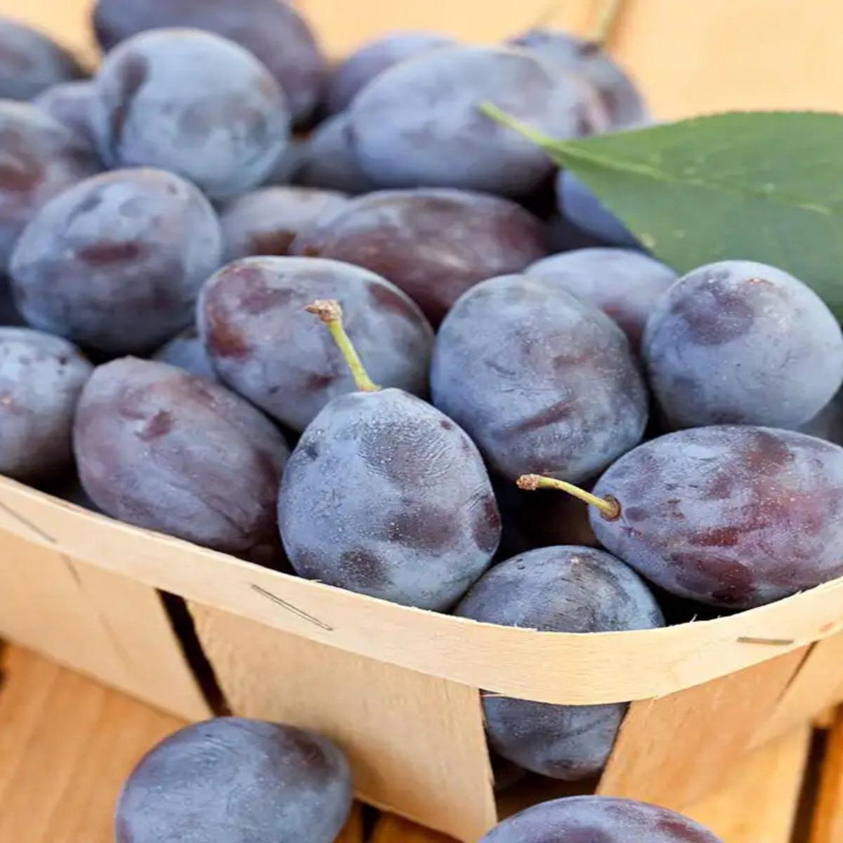 Blue Damson Plum - Dwarf