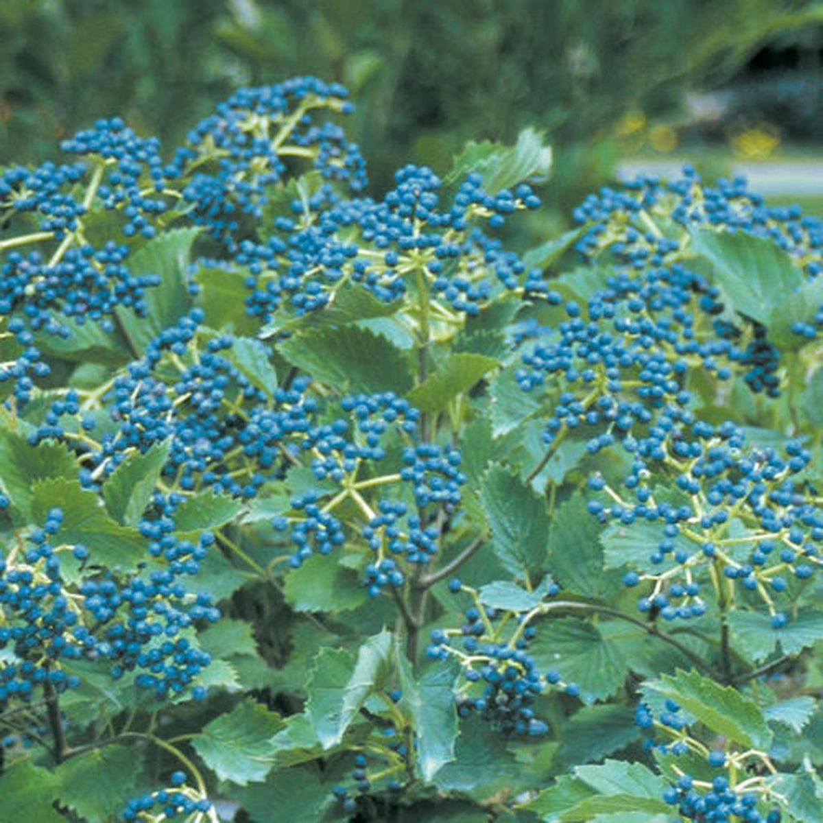 Blue Muffin Arrowwood Viburnum Pw # 3 PW Cont
