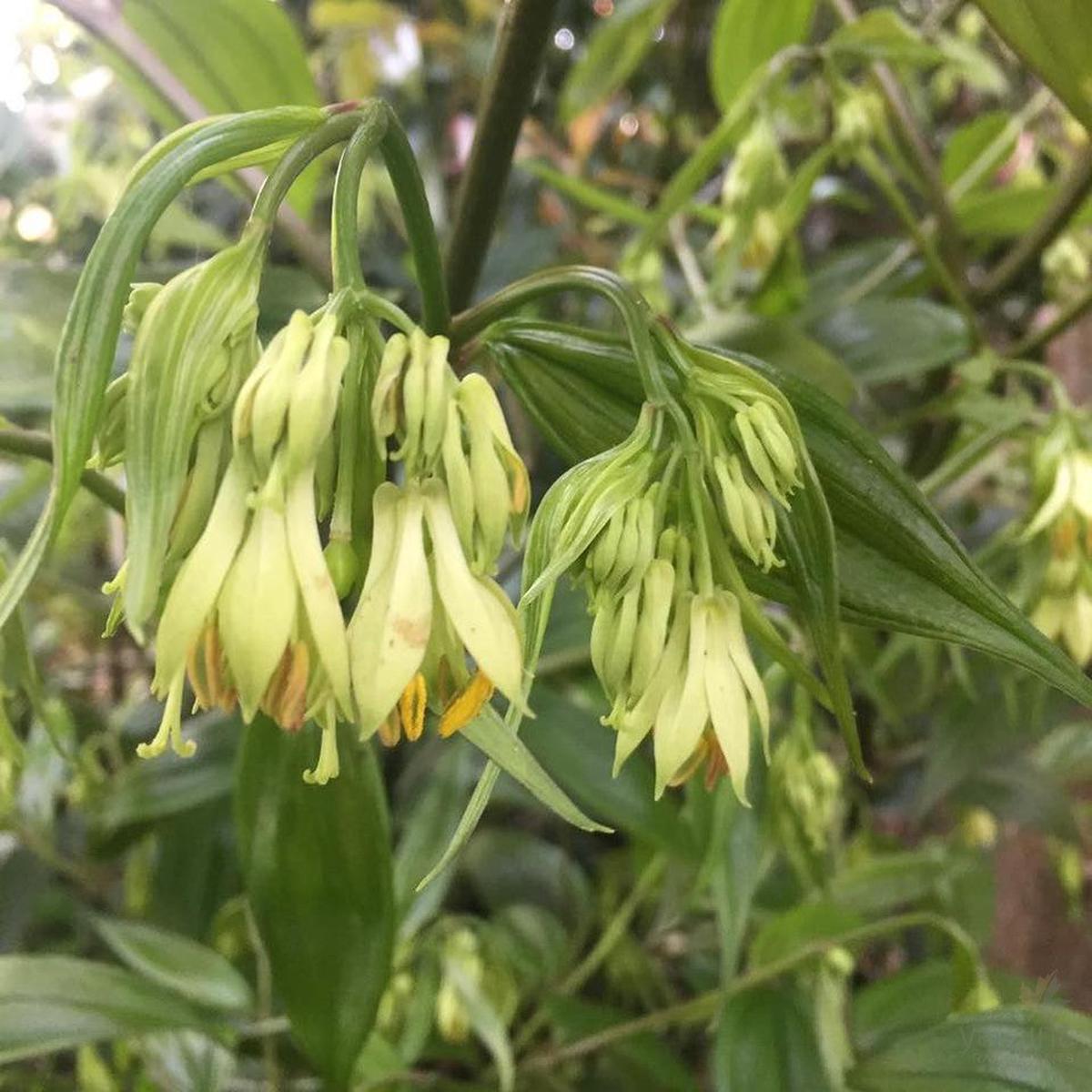 Disporum cantoniense