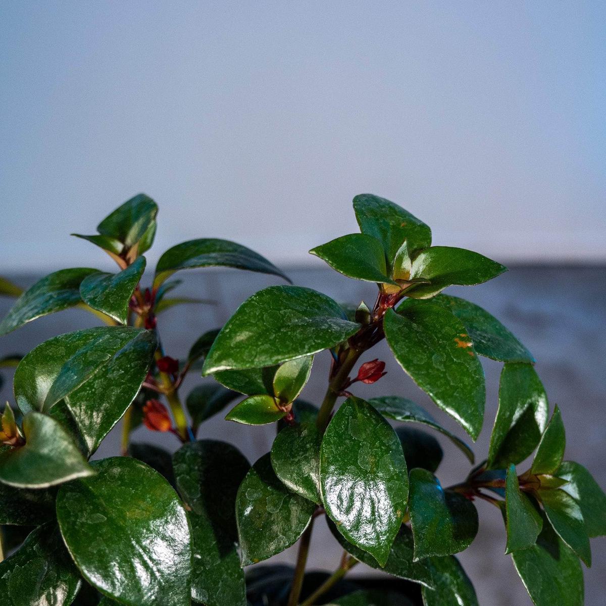 Goldfish Nematanthus 'Tropicana'