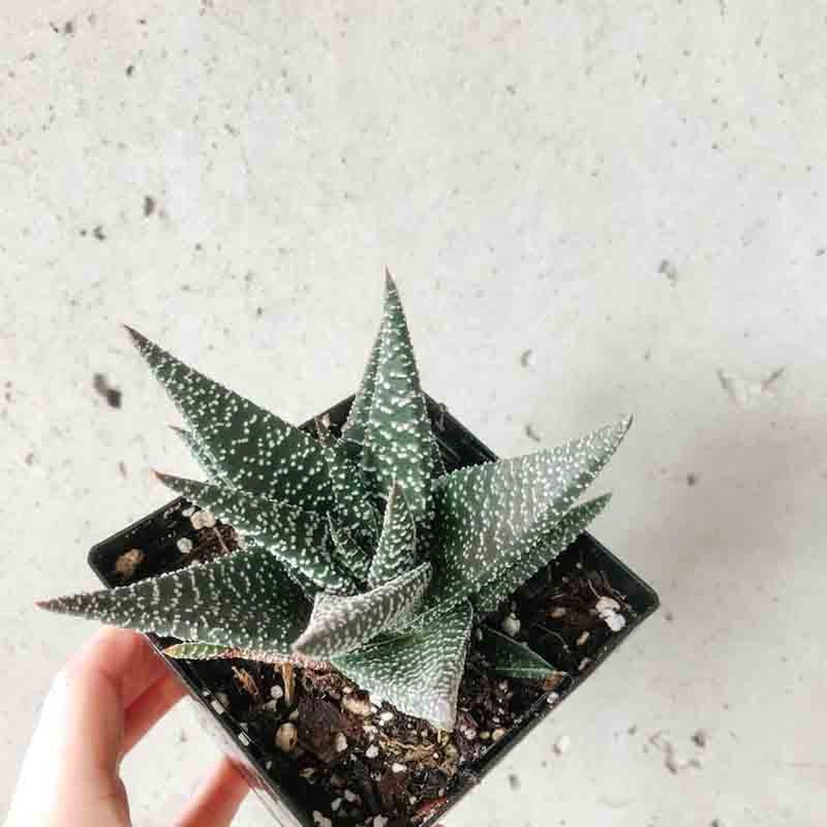 Haworthia Royal Highness