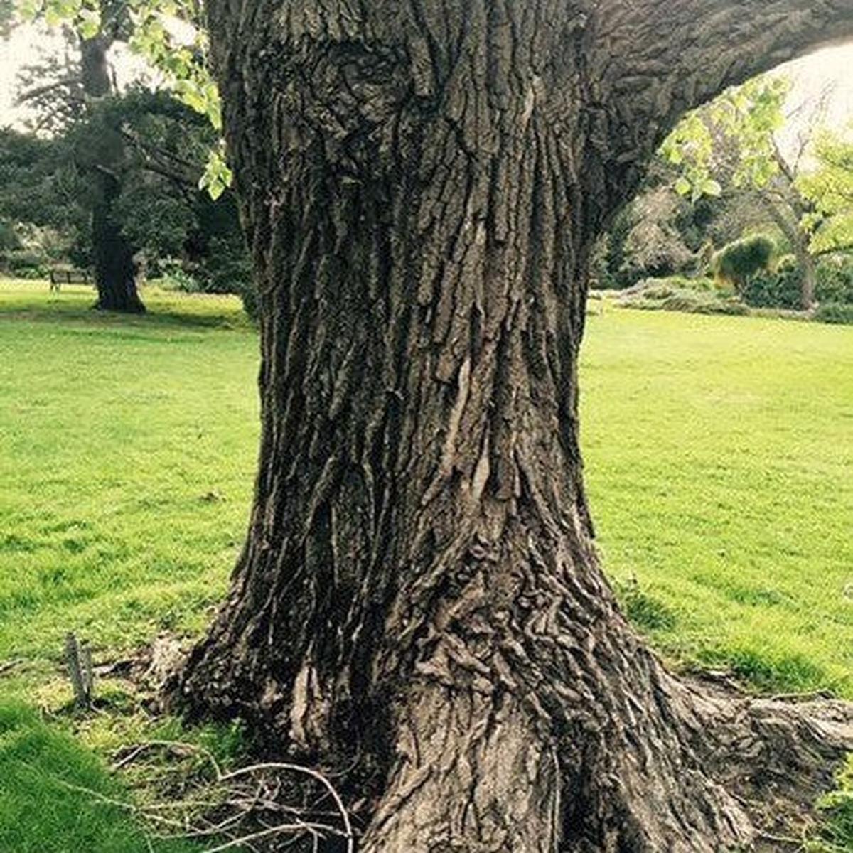 Populus deltoides (Eastern Cottonwood)