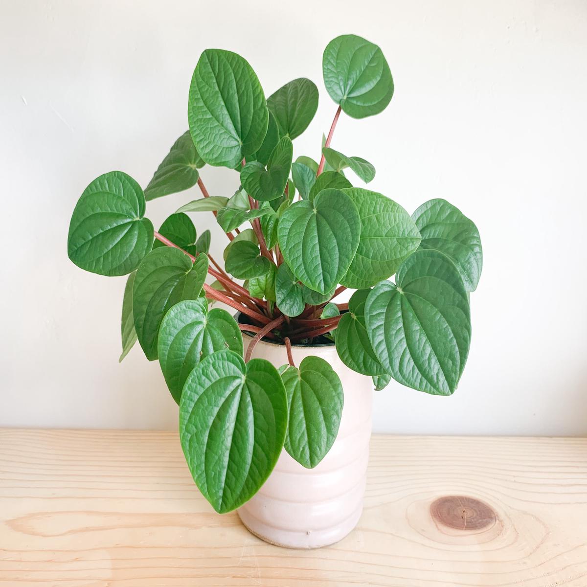 Rana Verde Plant Set
