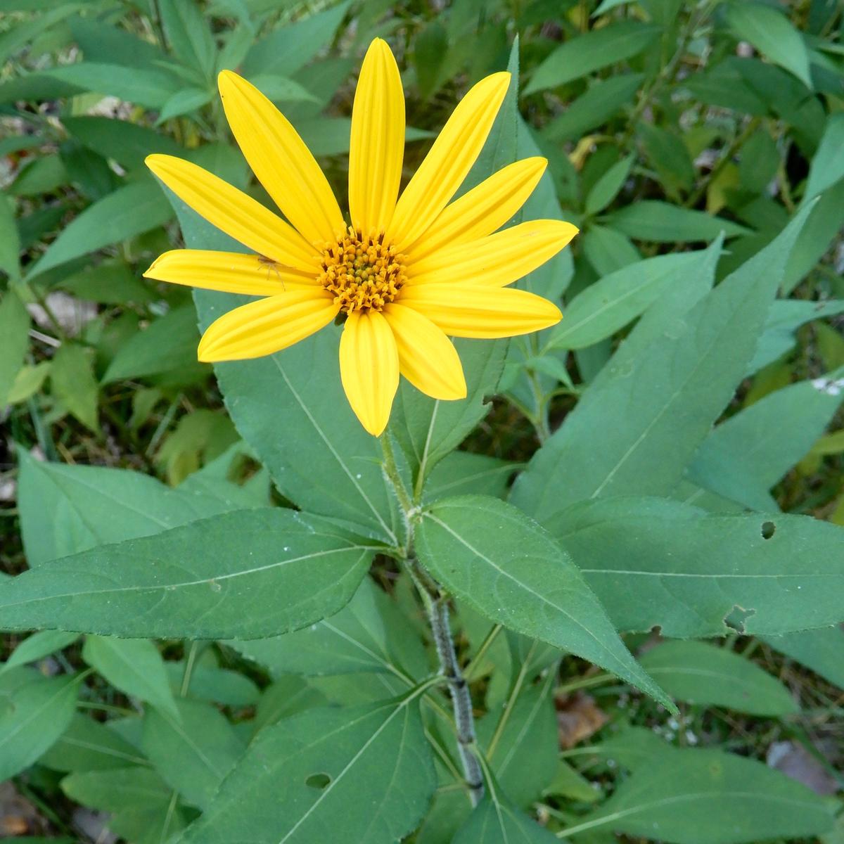 Sunchoke (Helianthus tuberosus) 1 GAL