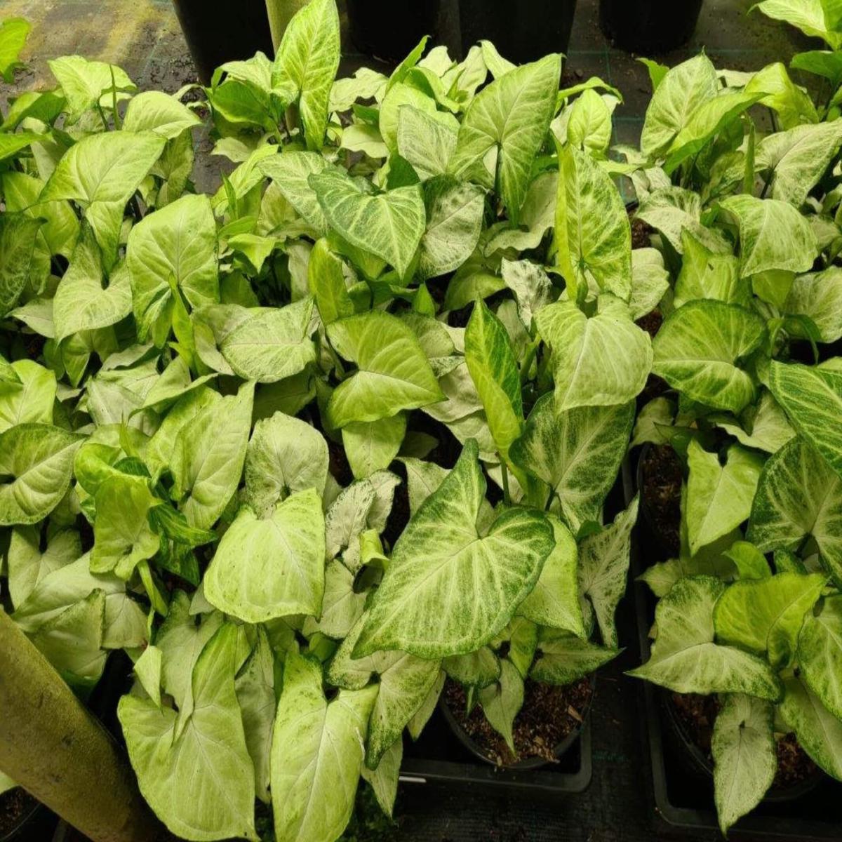 Syngonium 'White Butterfly' (Arrowhead Vine)