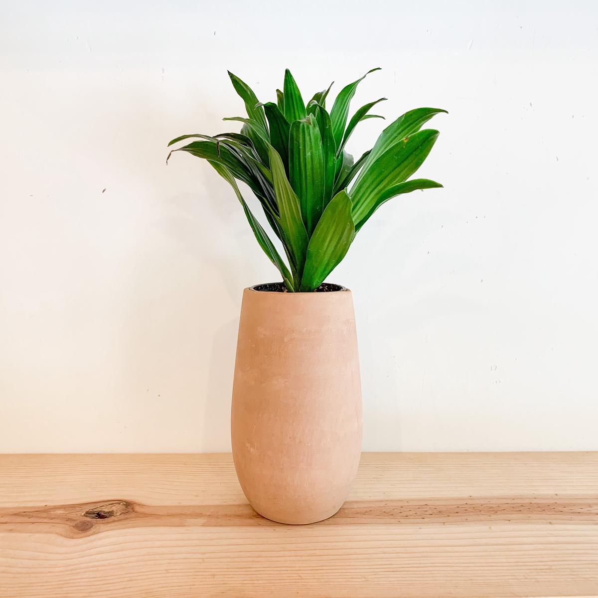 Terra Cotta Crock Set