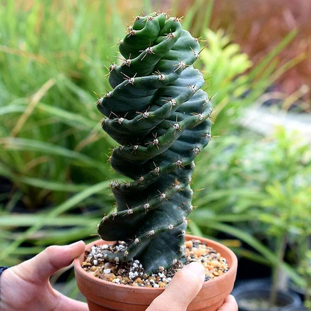 12-15CM Succulent Cactus Plant Spiral Cereus Repandus Mill Cactaceae Home Garden