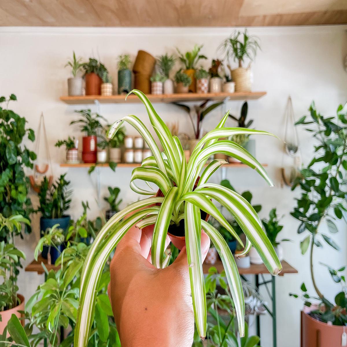 2" Spider Plant