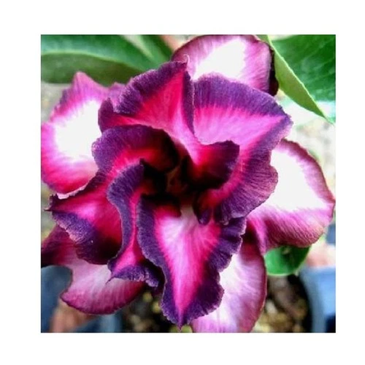2x Adenium obesum Violetcity Desert Rose Garden Plants - Seeds B586