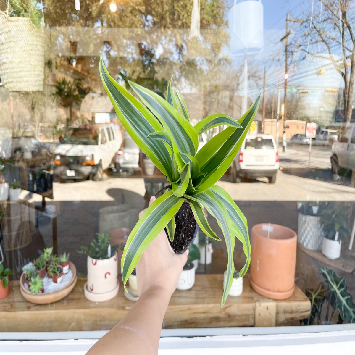 4" Lemon Lime Cane