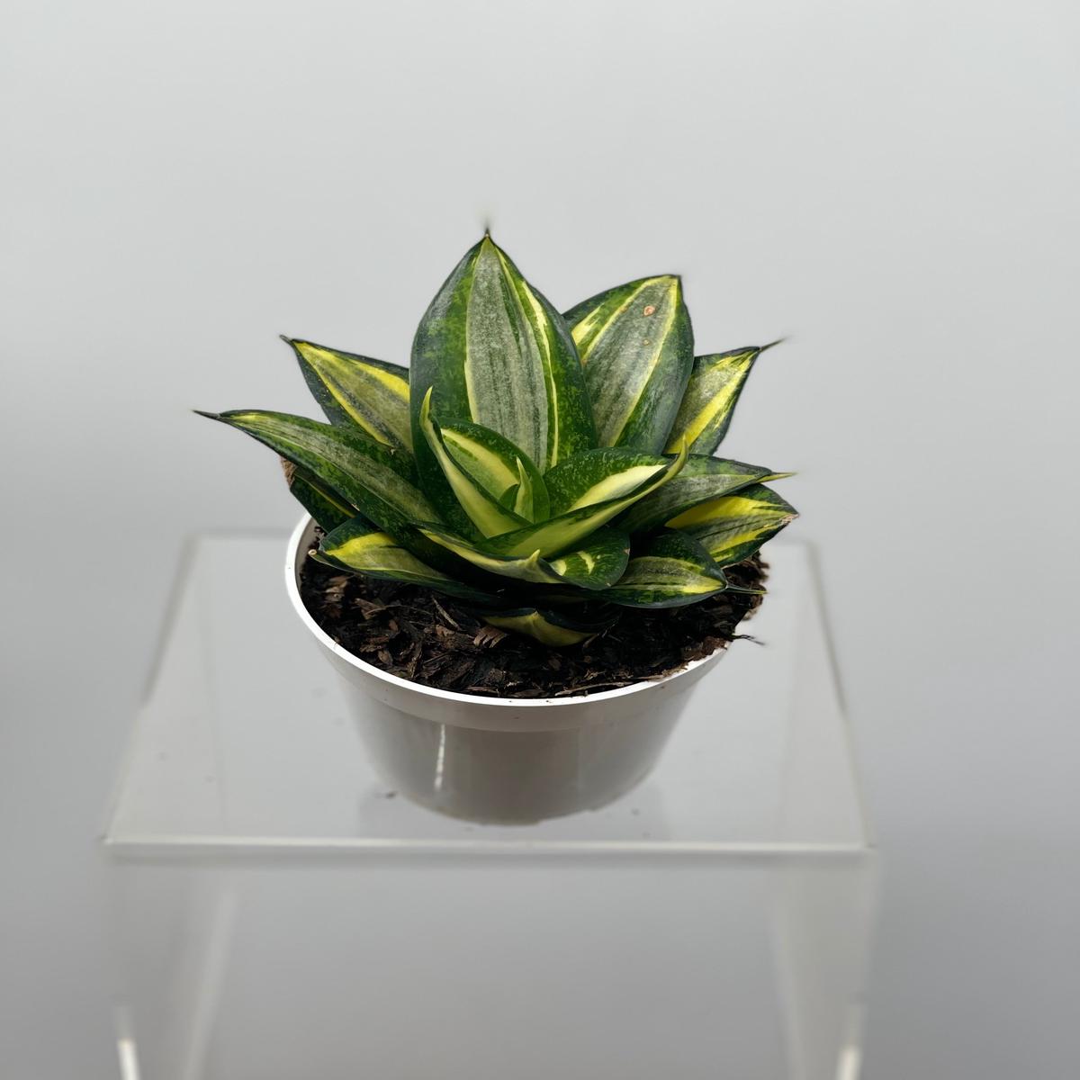 4" Sansevieria Gold Star