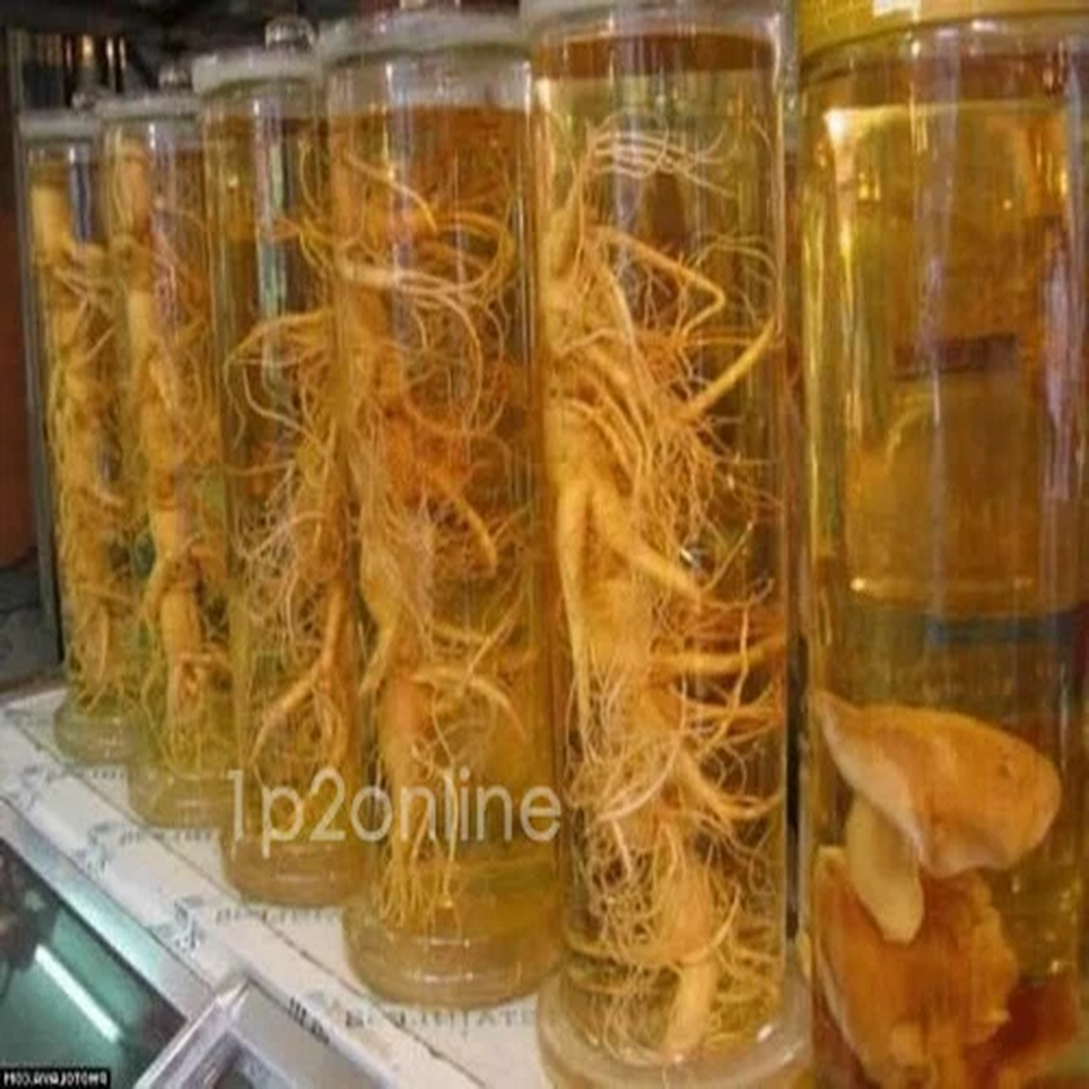 40 Genuine Korean Panax Ginseng Seeds Root Seed Plant Stratified Australia
