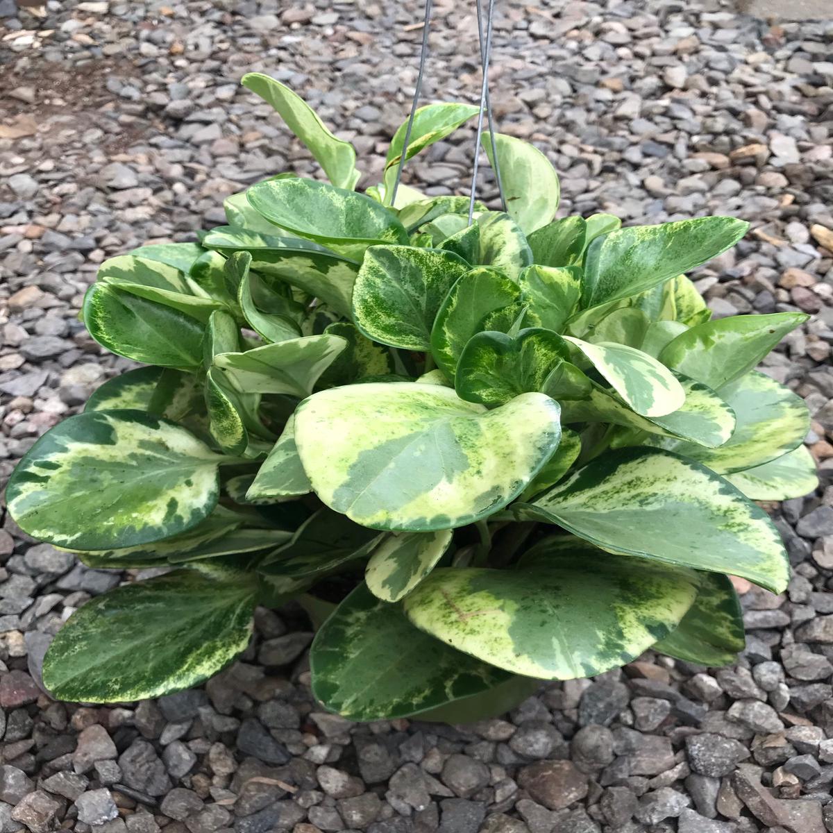 6" Peperomia Marble
