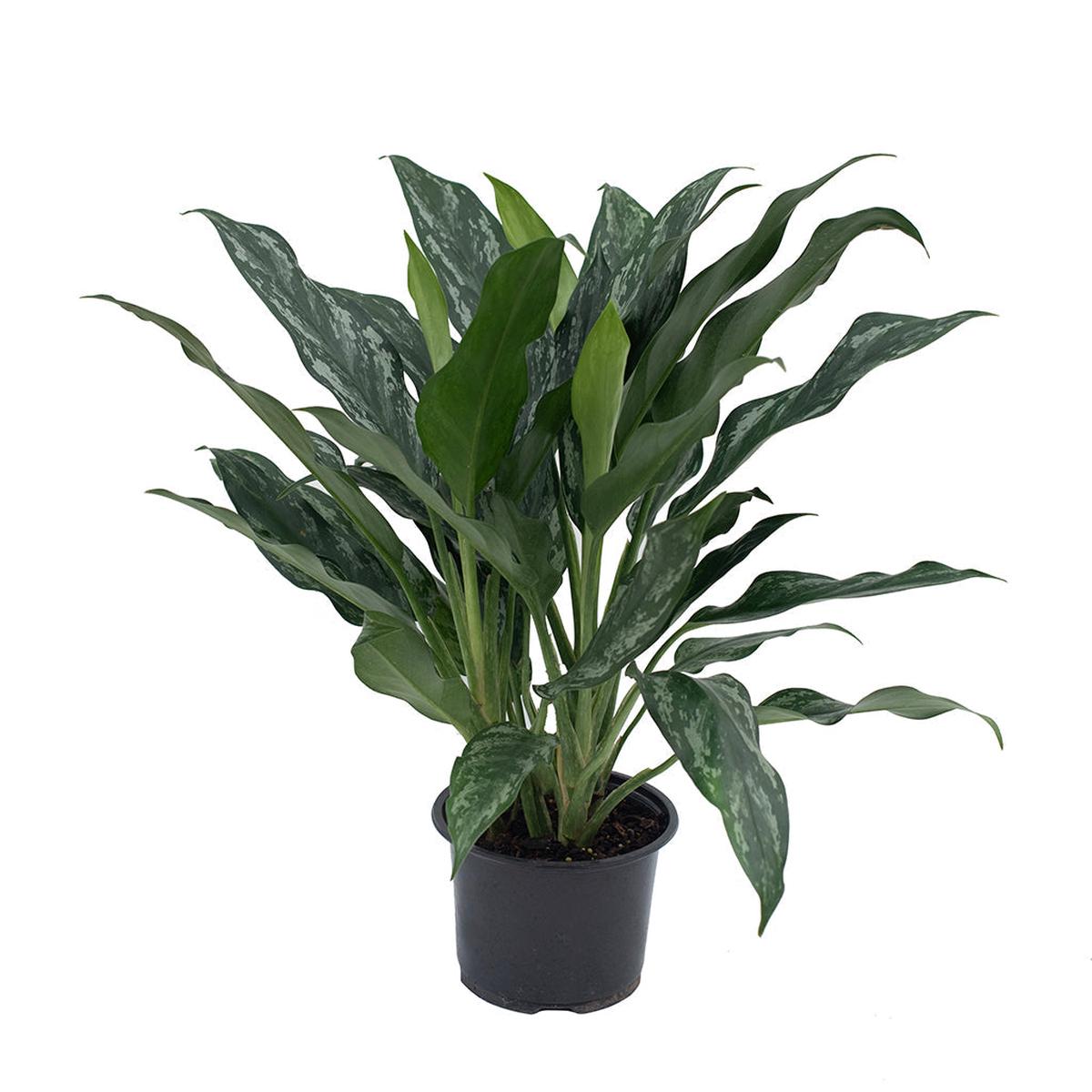 Aglaonema/Conmutatum Variegata Shades