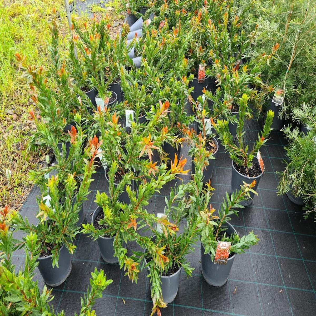 Callistemon citrinus 'Red Rocket' (Bottlebrush)