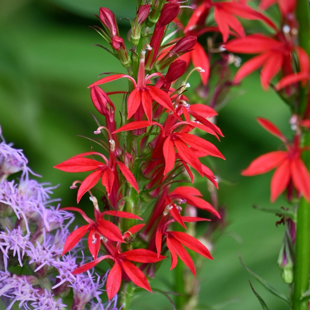 Cardinal Flower (Lobelia cardinalis) 1 GAL