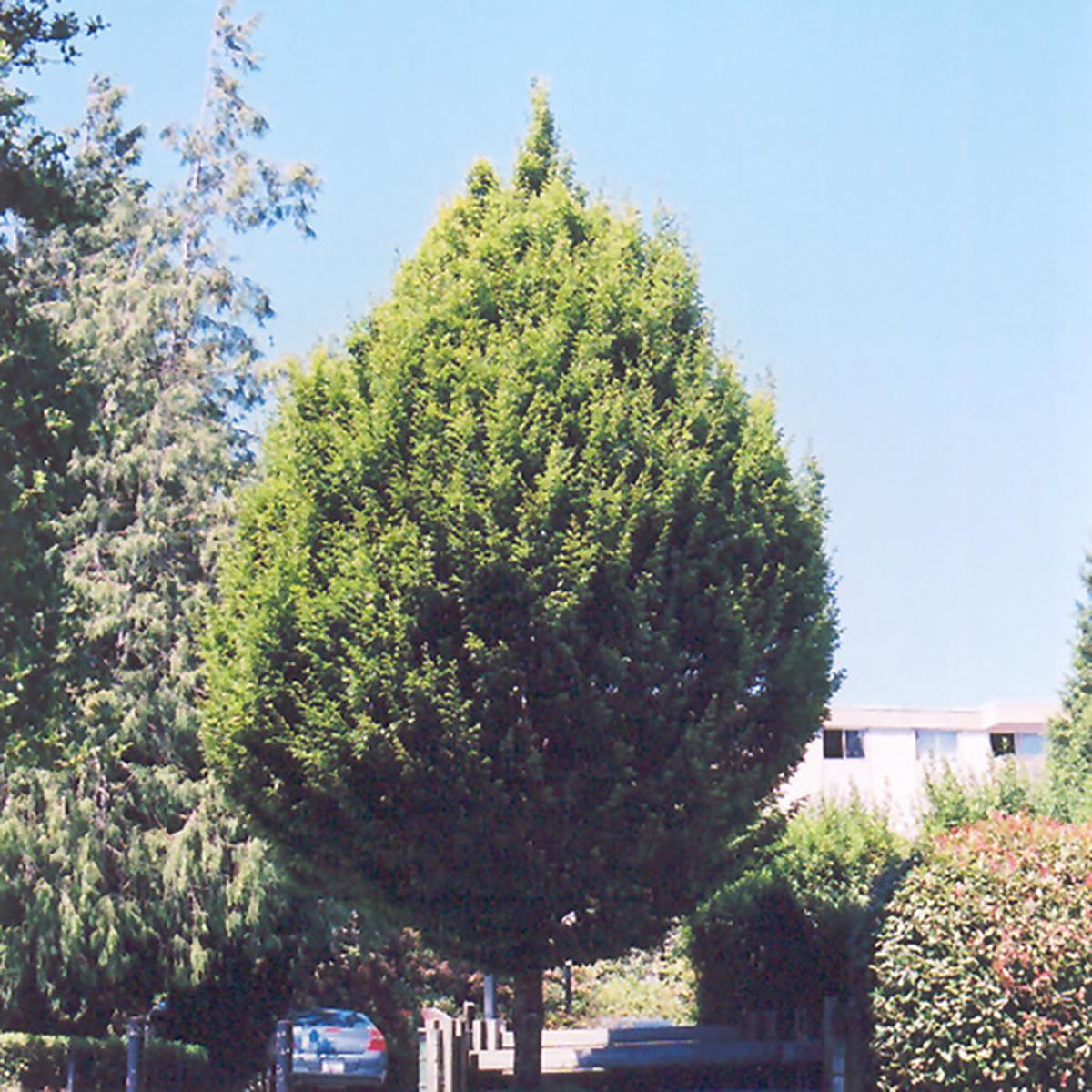 Columnar European Hornbeam