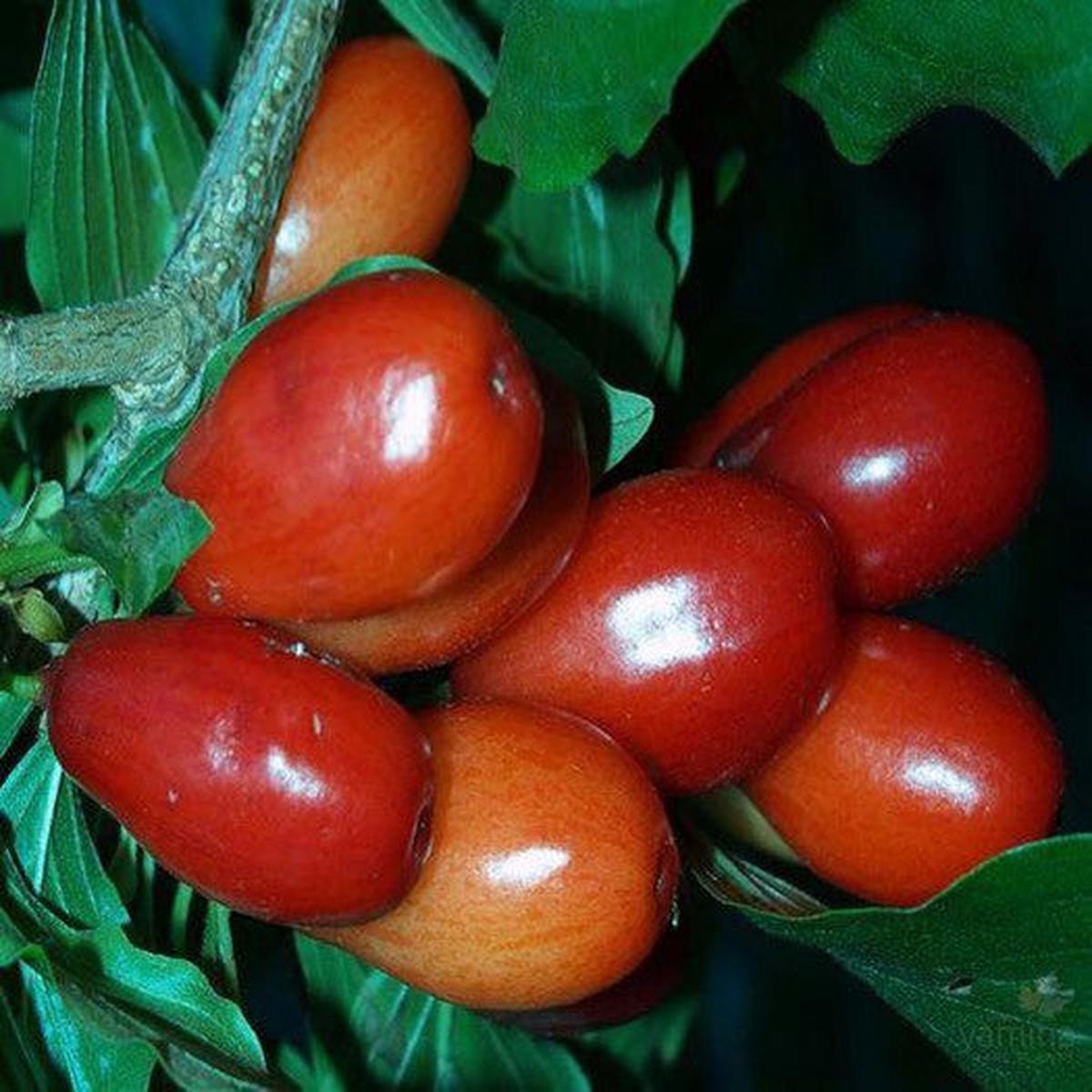 Cornus mas Jolico