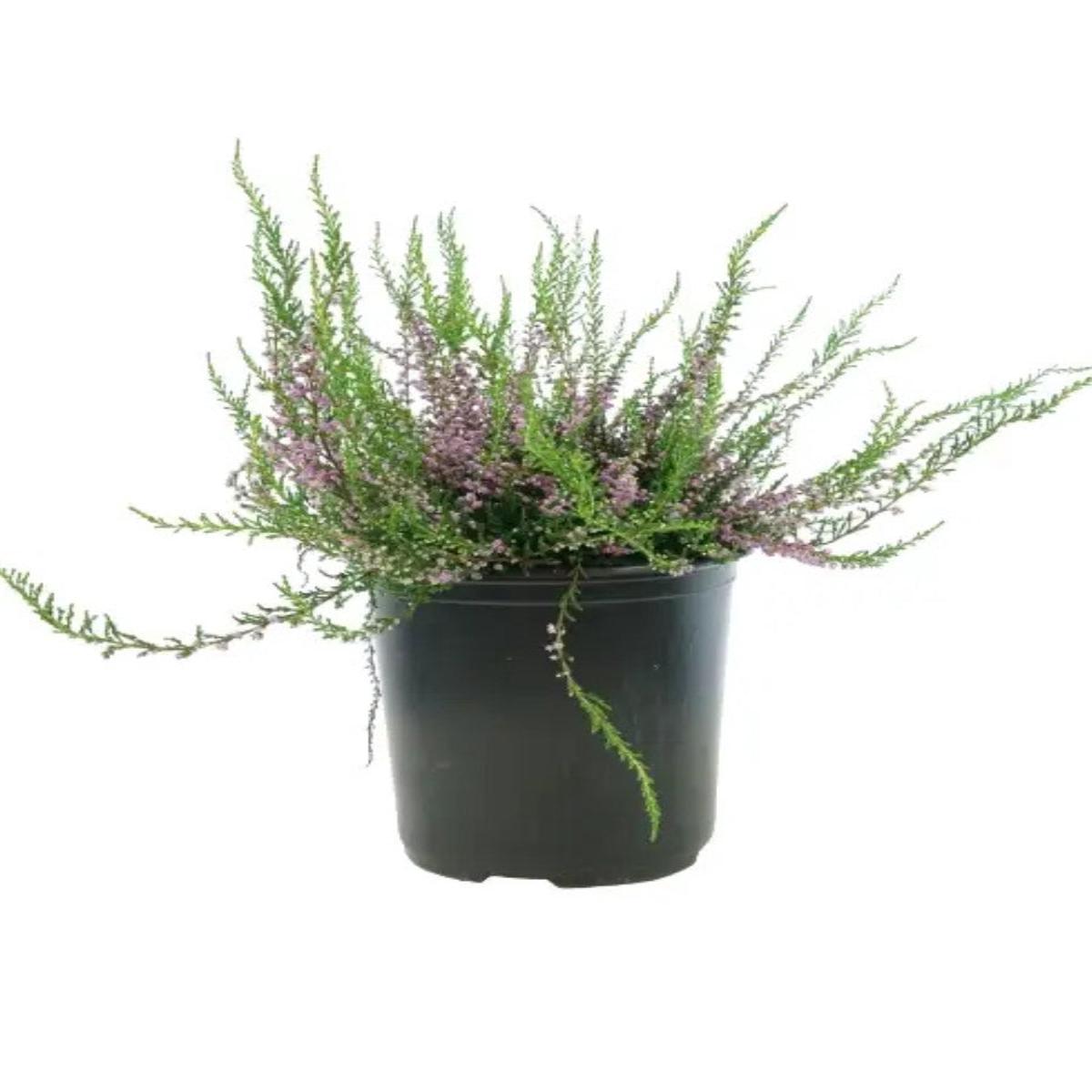 Heather Calluna vulgaris 'Tib' 1G