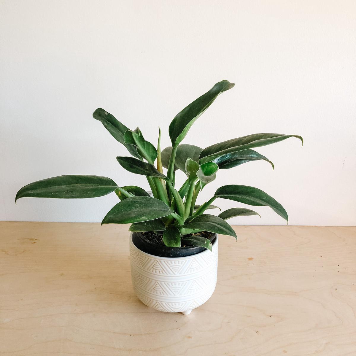 Philodendron Millions