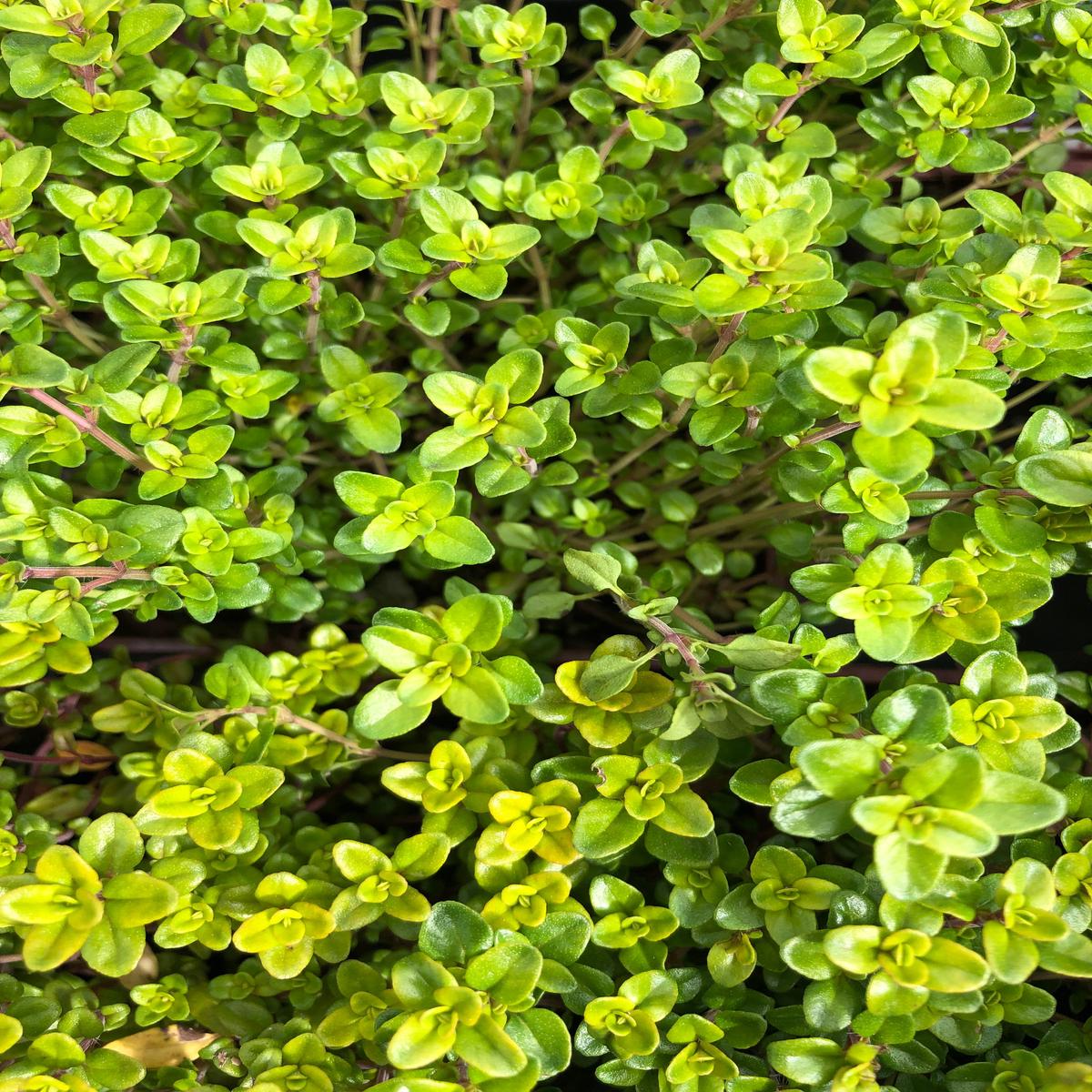 Thyme Lime 4