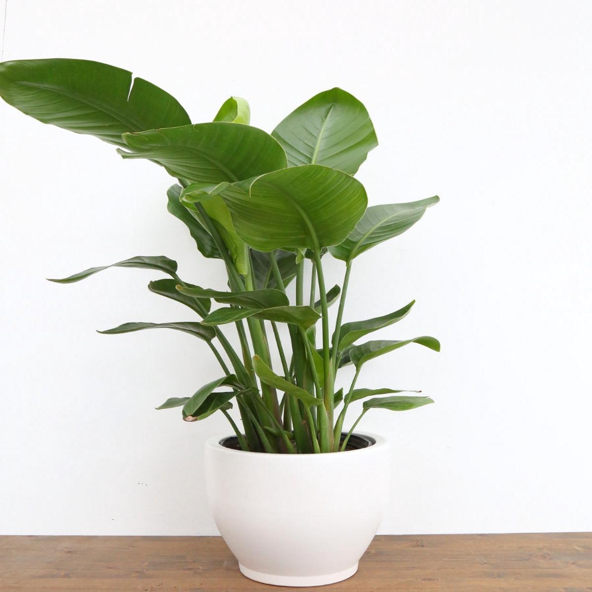 Bird of Paradise White 10"