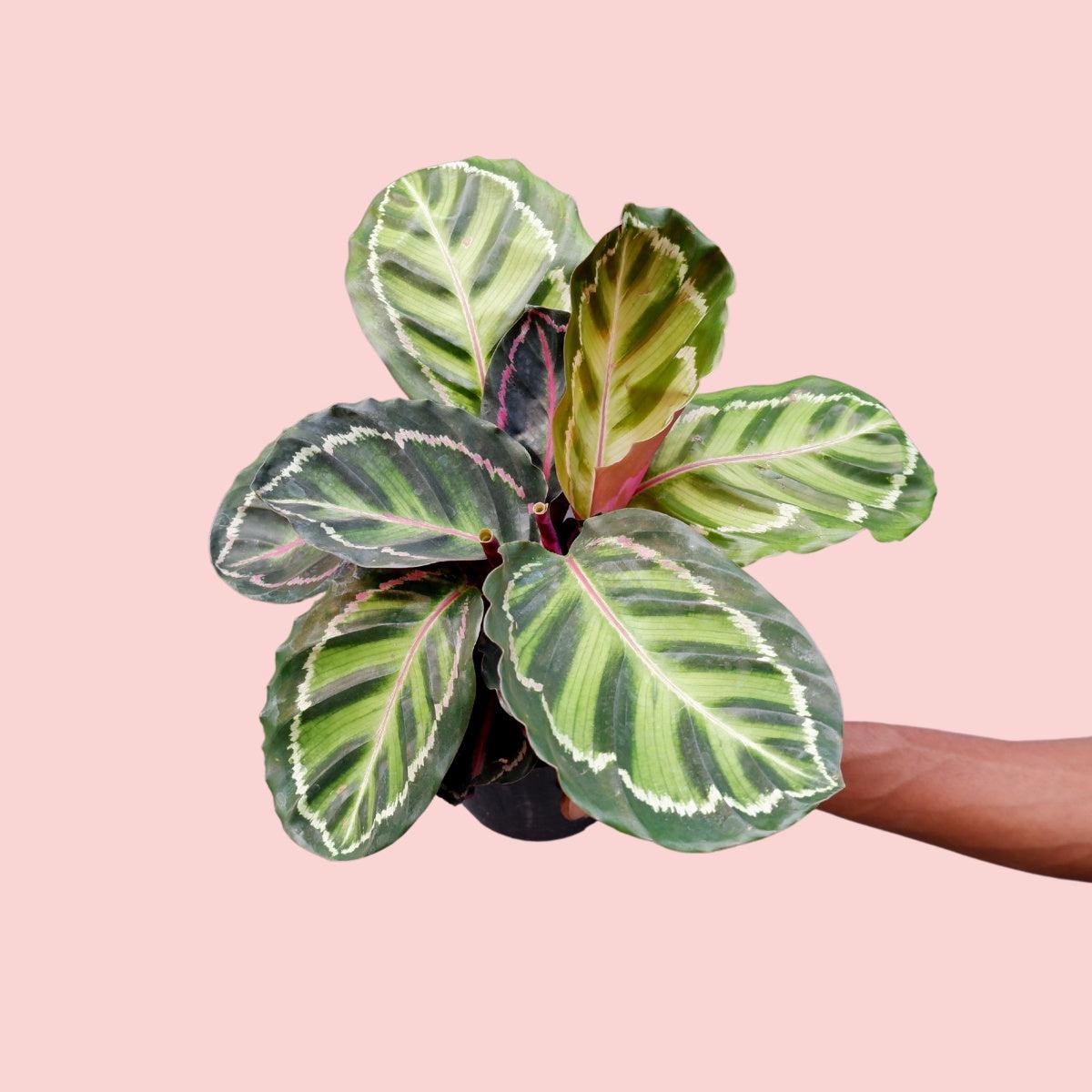 Calathea Roseopicta