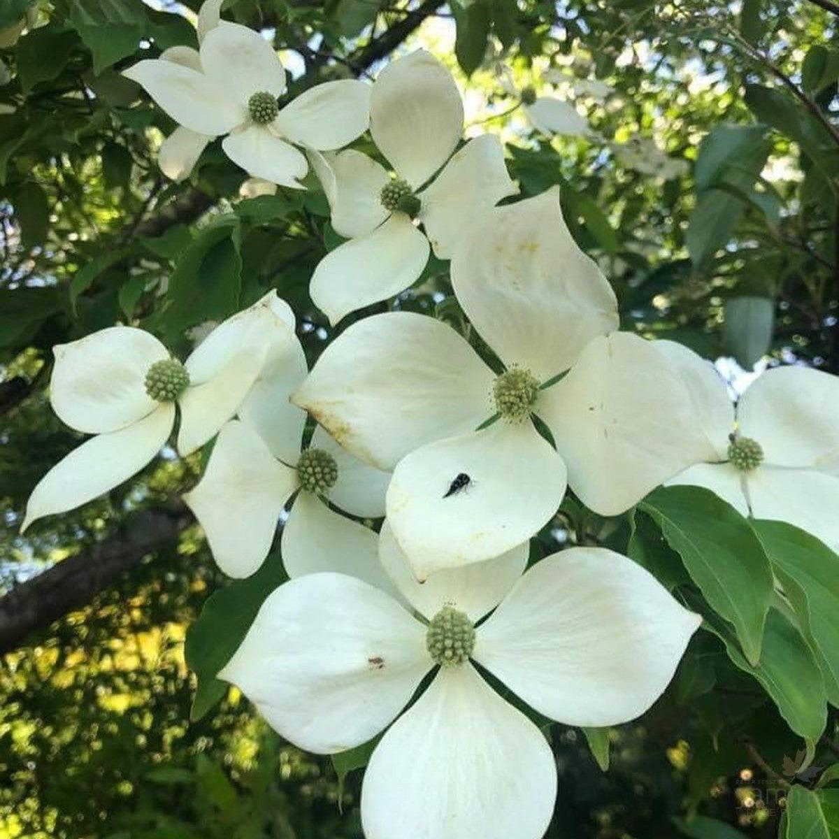 Cornus x Norman Hadden