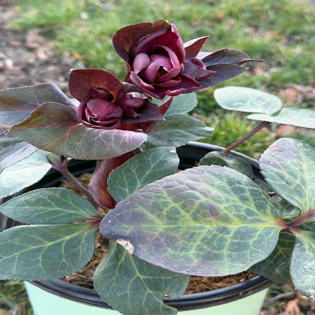 Frostkiss Vibey Velvet Lenten Rose (Helleborus vibey 'Velvet') - 1 gallon