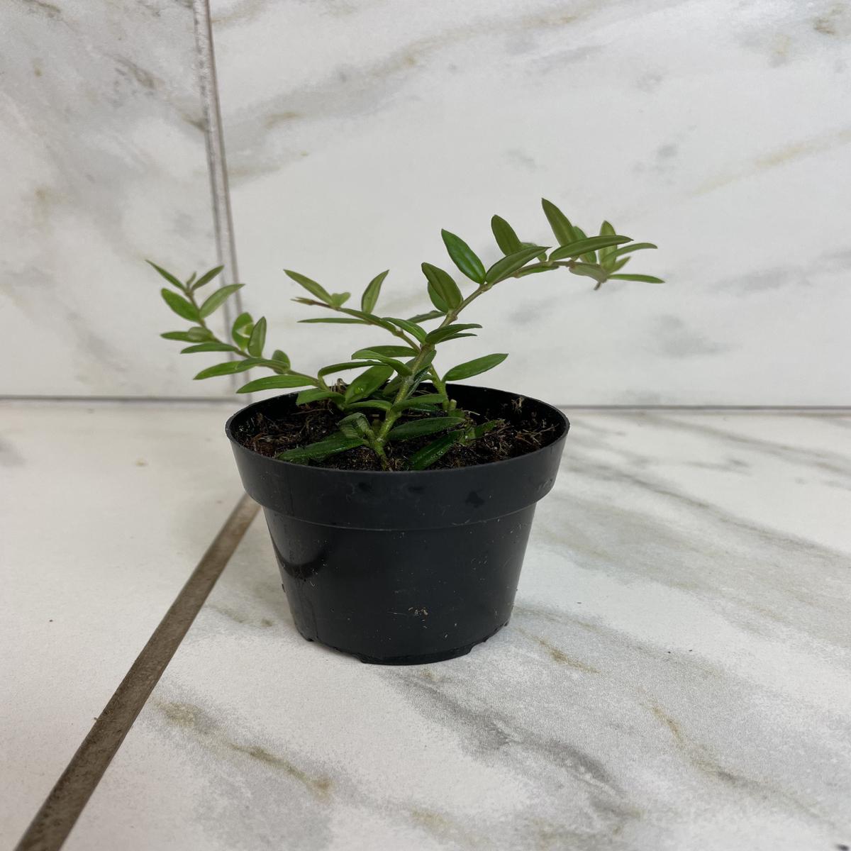 Hoya Sp. Aff. Engleriana, 2" Plant