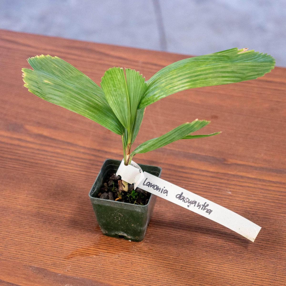 Lanonia dasyantha Palm Seedling
