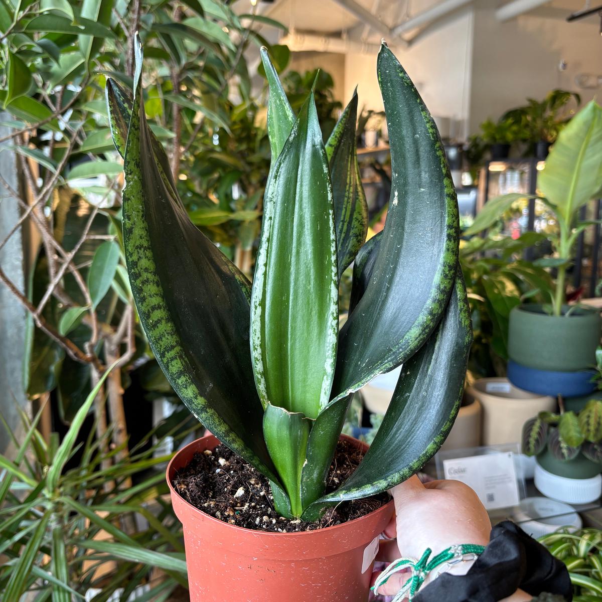 Snake Plant 'Starry Sky'