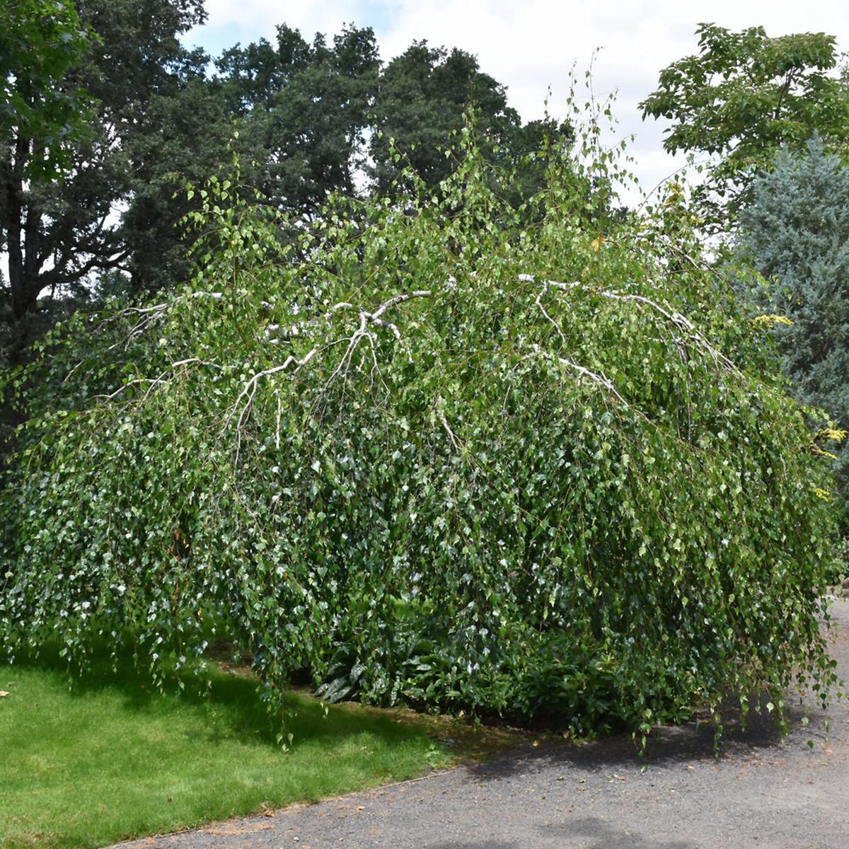 Young's European Weeping Birch