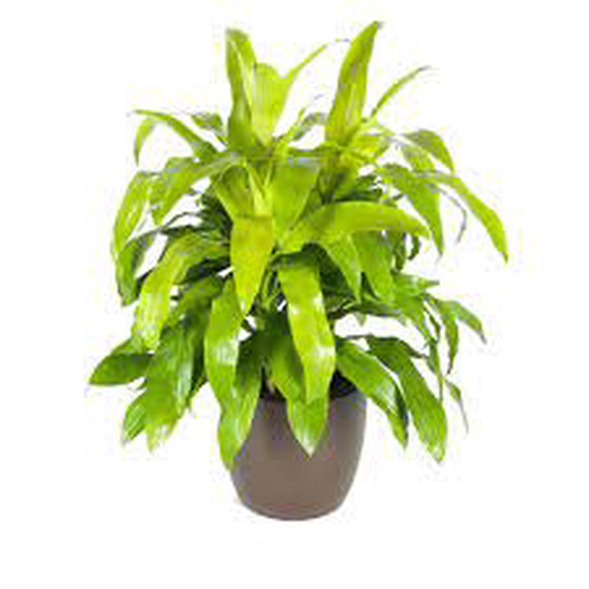 10" Dracaena Limelight