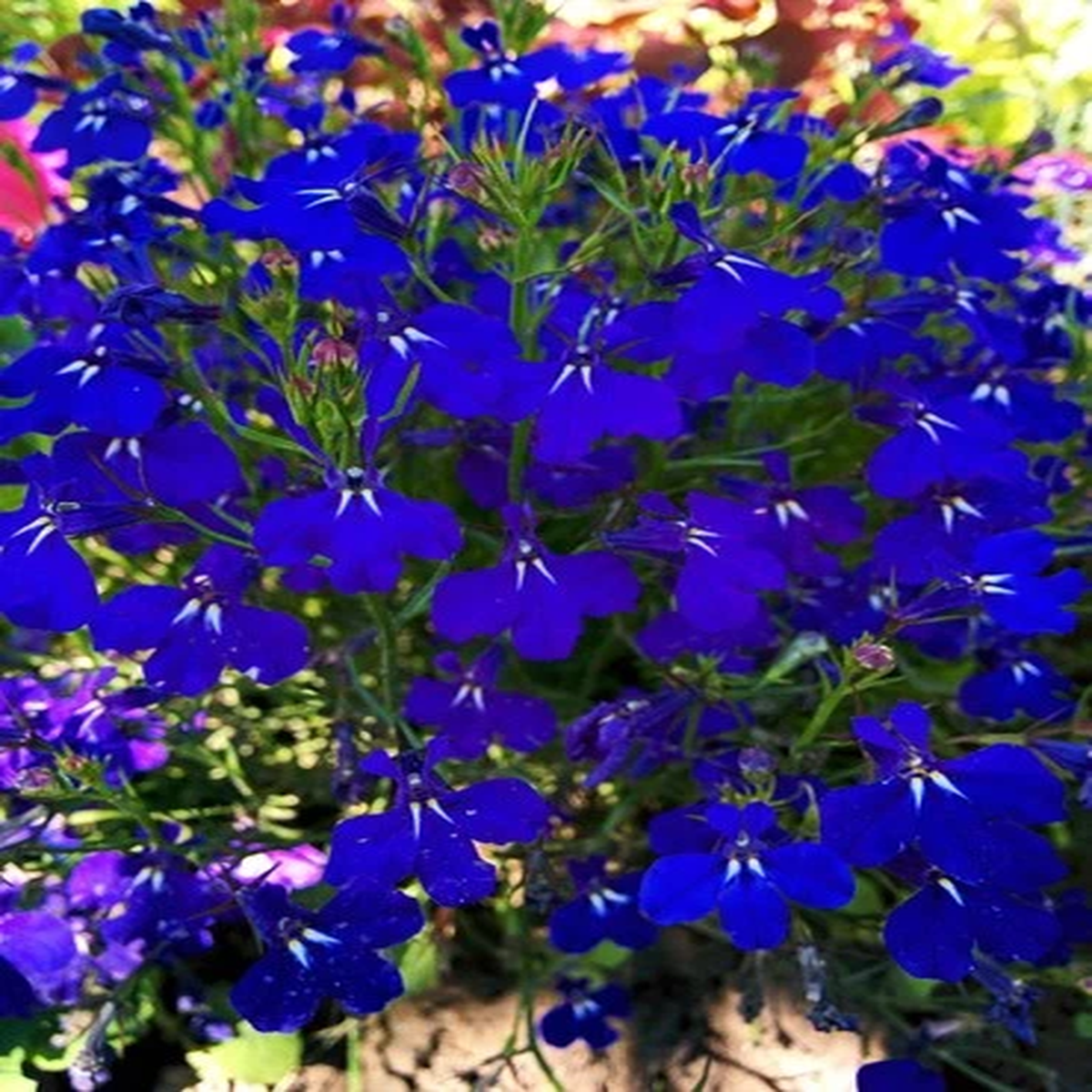 200 Electric Blue LOBELIA MONSOON Flower Seeds *Flat Shipping