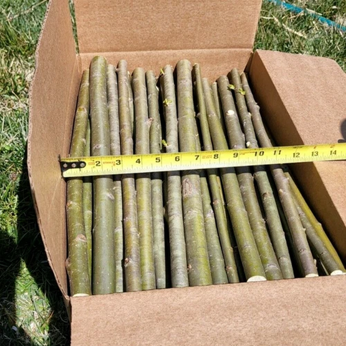 25 Huge Austree Hybrid Willow Cuttings Fast Growing Privacy Tree Hedge 18 inch