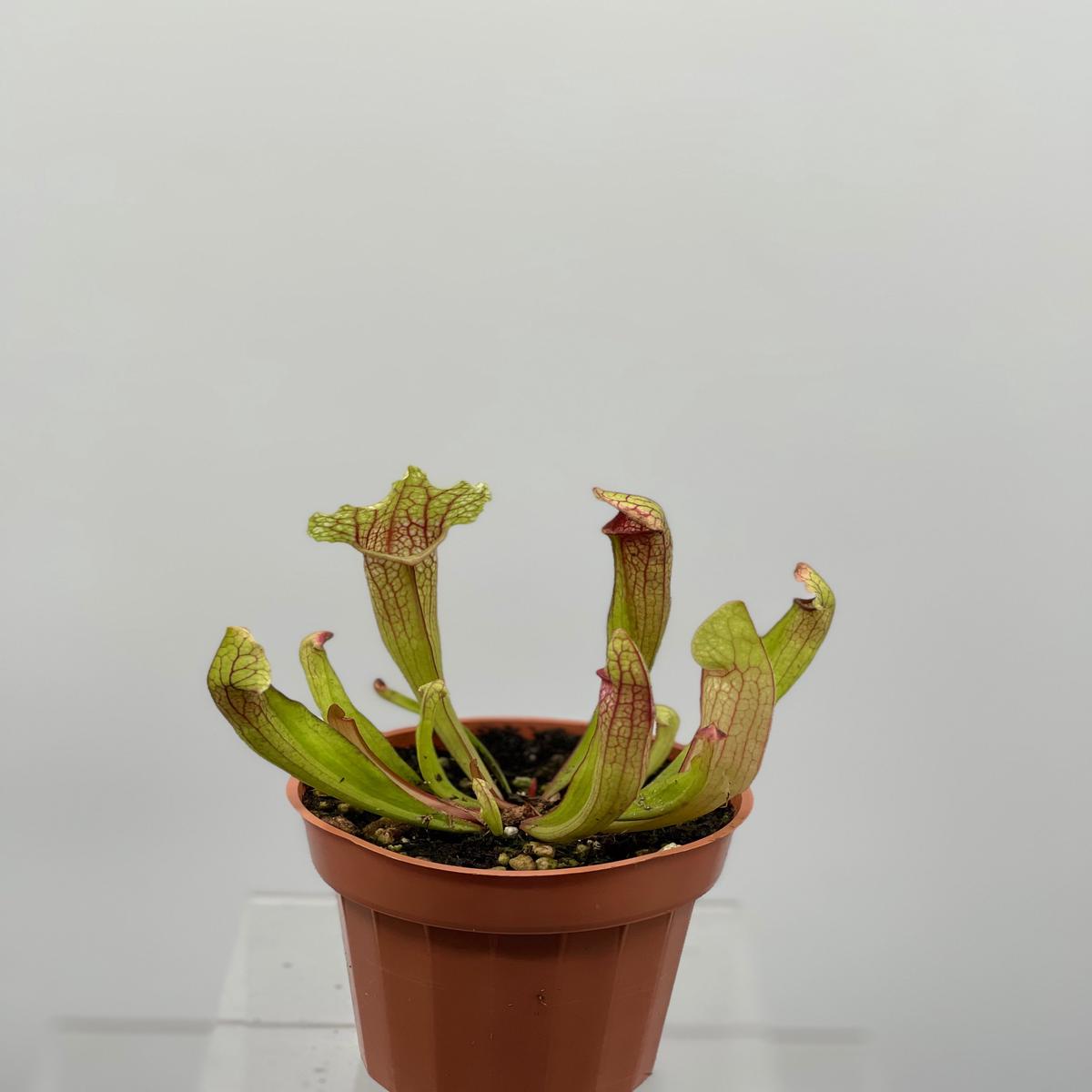 3" Darlingtonia Californica 'Pitcher Plant'