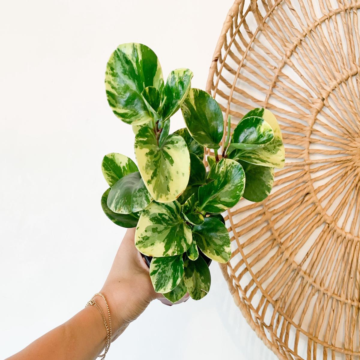 4 Peperomia Variegata