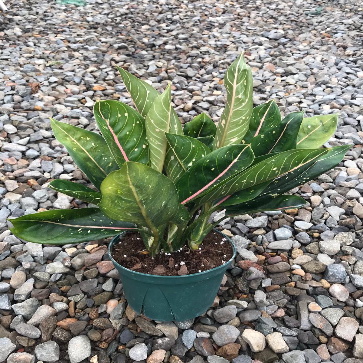 6" Chinese Evergreen Pink Moon