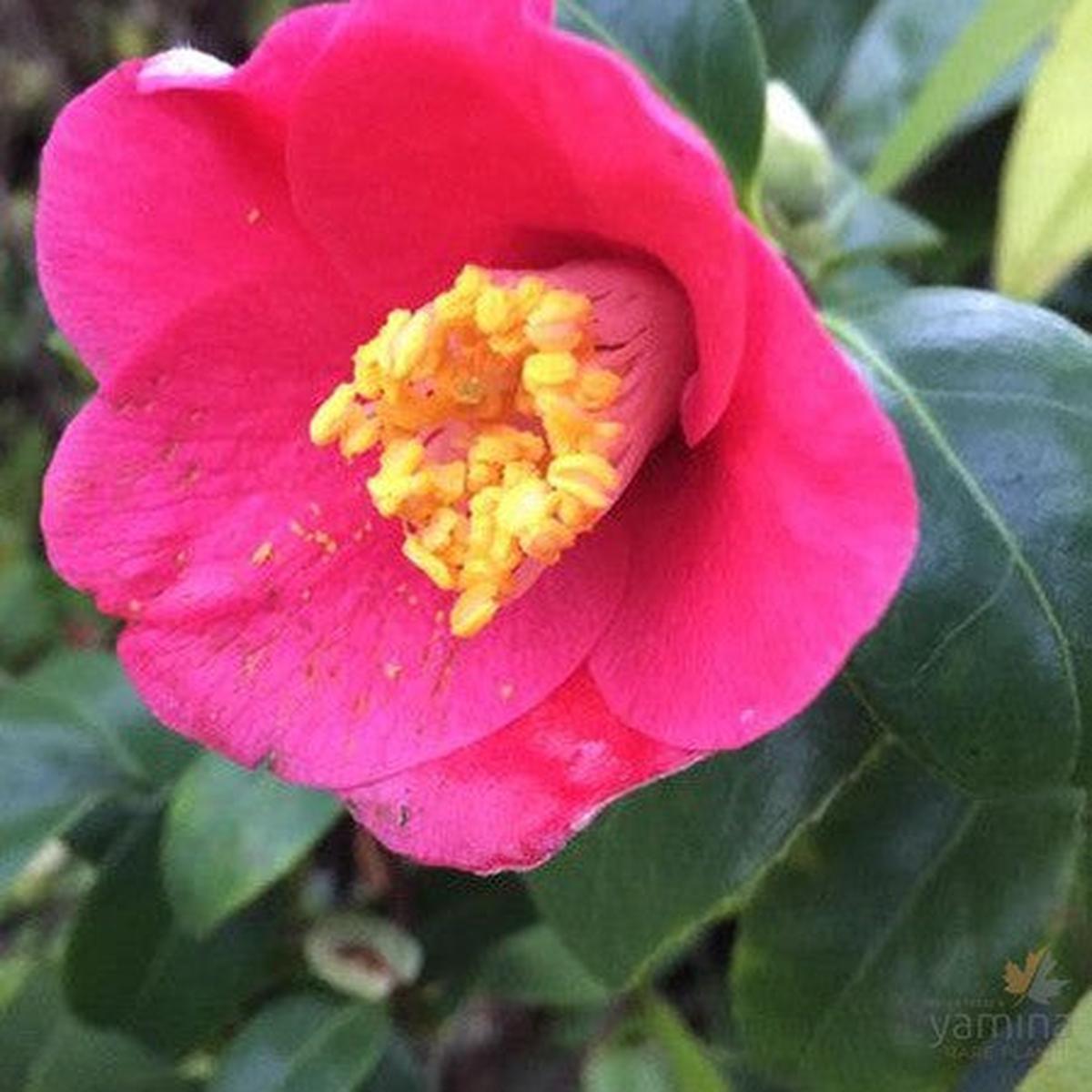 Camellia japonica Unryu