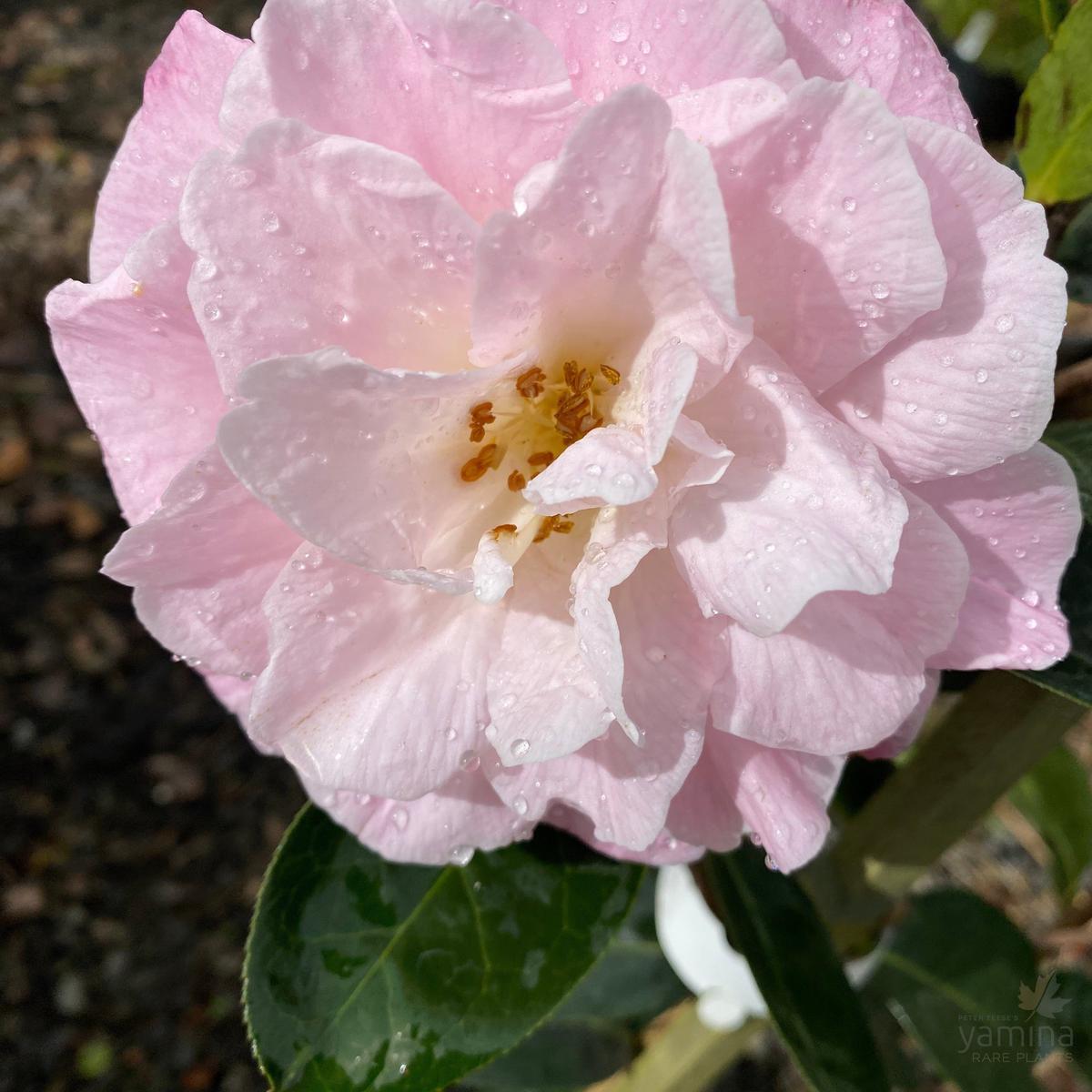 Camellia reticulate Keith Ballard