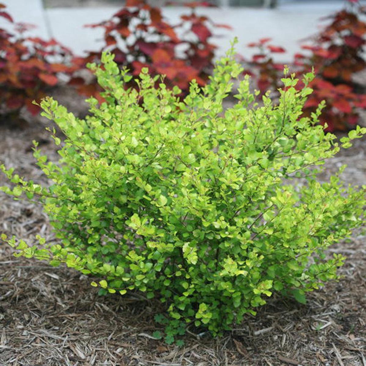 Cesky Gold Dwarf Birch Pw # 2 PW Cont